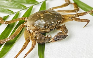 feed_extruder_machine 2