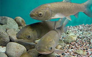 feed_extruder_machine 2