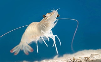 feed_extruder_machine 2