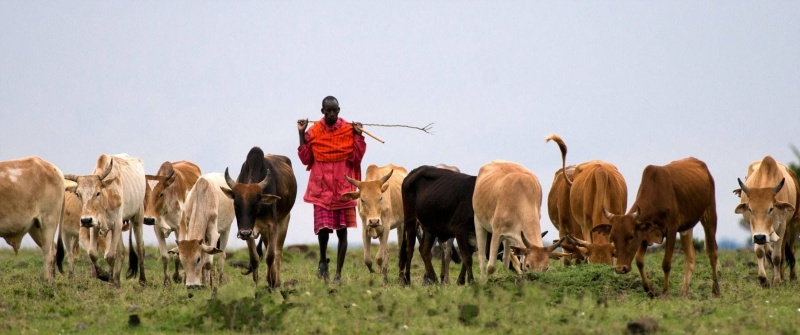 Starting_a_Cattle_Feed_Making_Factory_in_Ethiopia